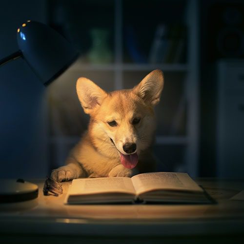 Koira on kirjan edessä. Näyttää siltä, kuin koira lukisi kirjaa.