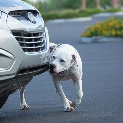 Koira etsii tiettyä hajua auton luota.
